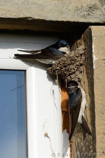 ENE-20120612-0228.jpg - [nl] Huiszwaluw ( Delichon urbica  | Waren Mill, Budle Bay, Northumberland, Engeland[en] House Martin ( Delichon urbica  | Waren Mill, Budle Bay, Northumberland, England